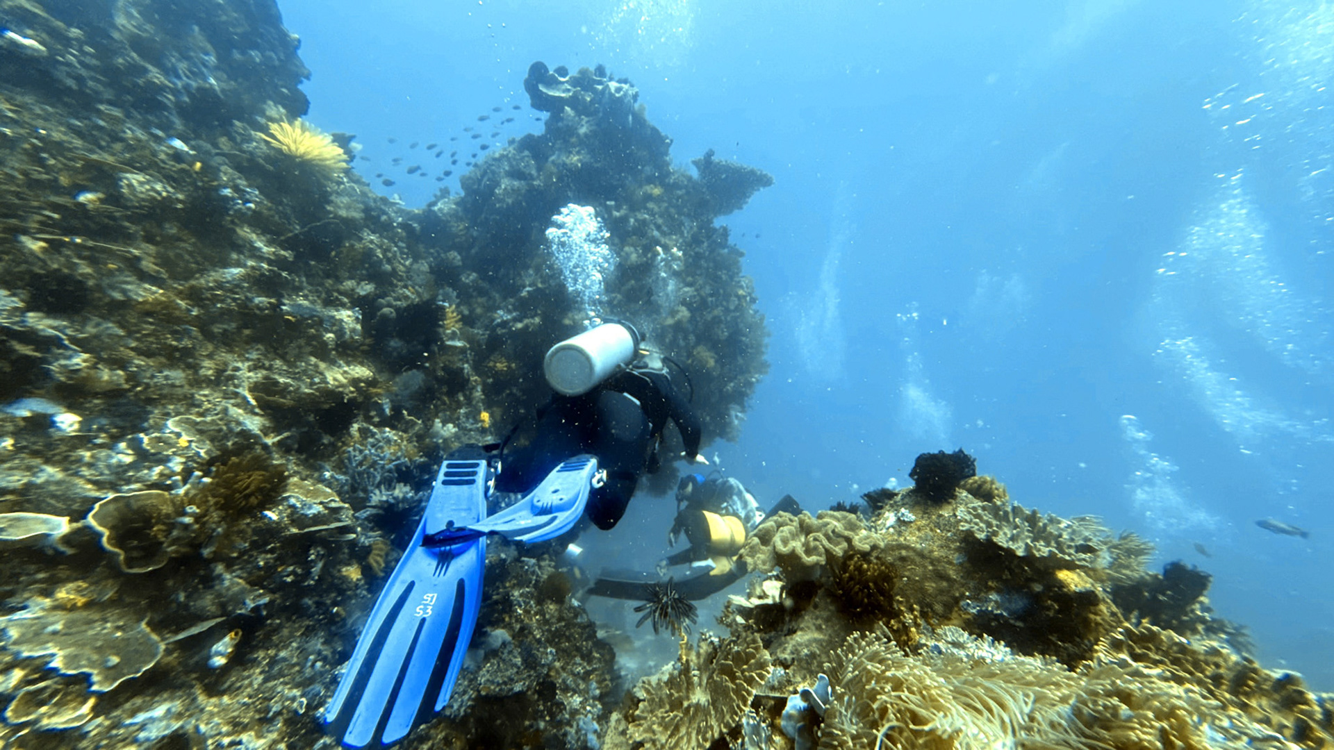 Scuba Diving in Komodo - Three Sisters