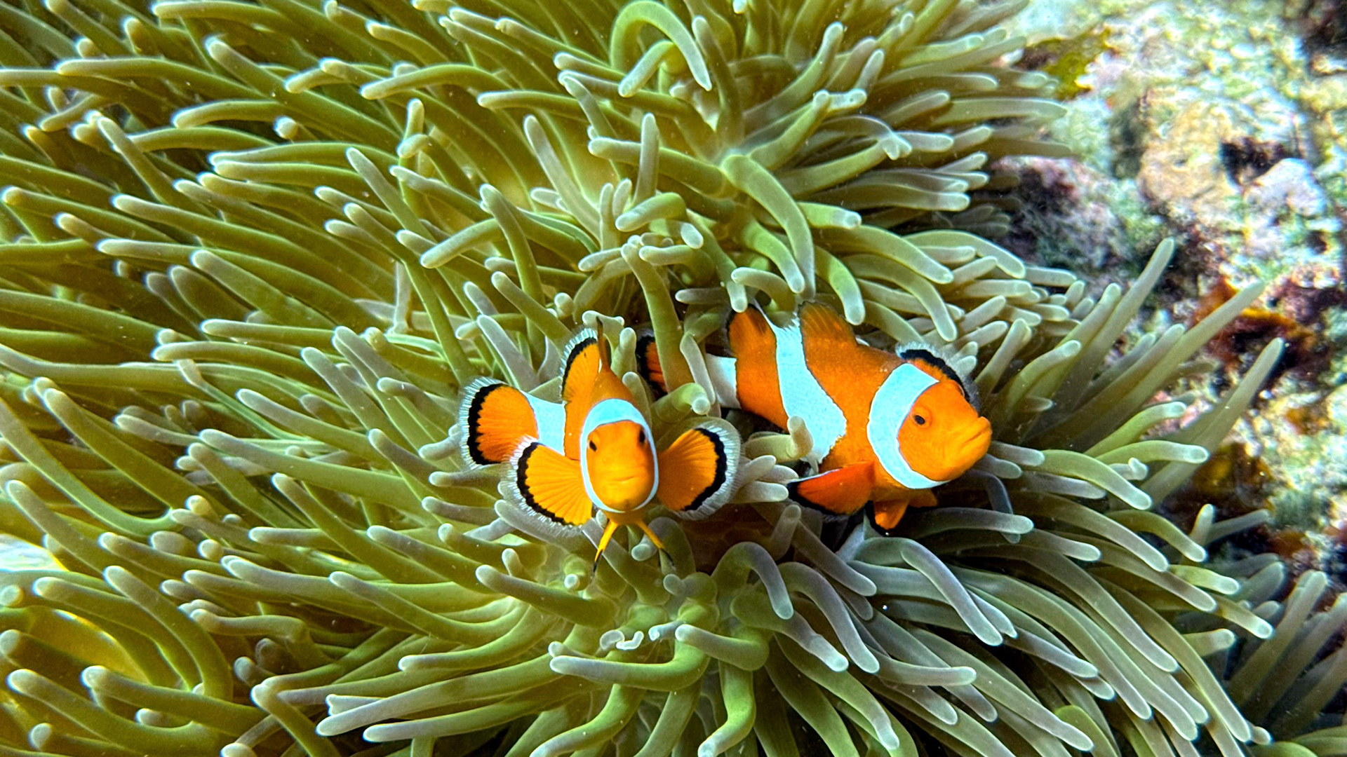 Scuba Diving in Komodo - Tatawa Besar