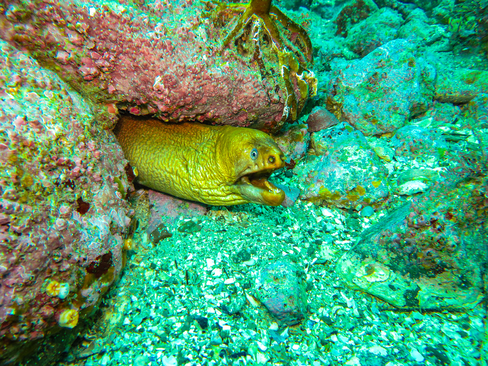 Scuba Diving at Bushrangers Bay