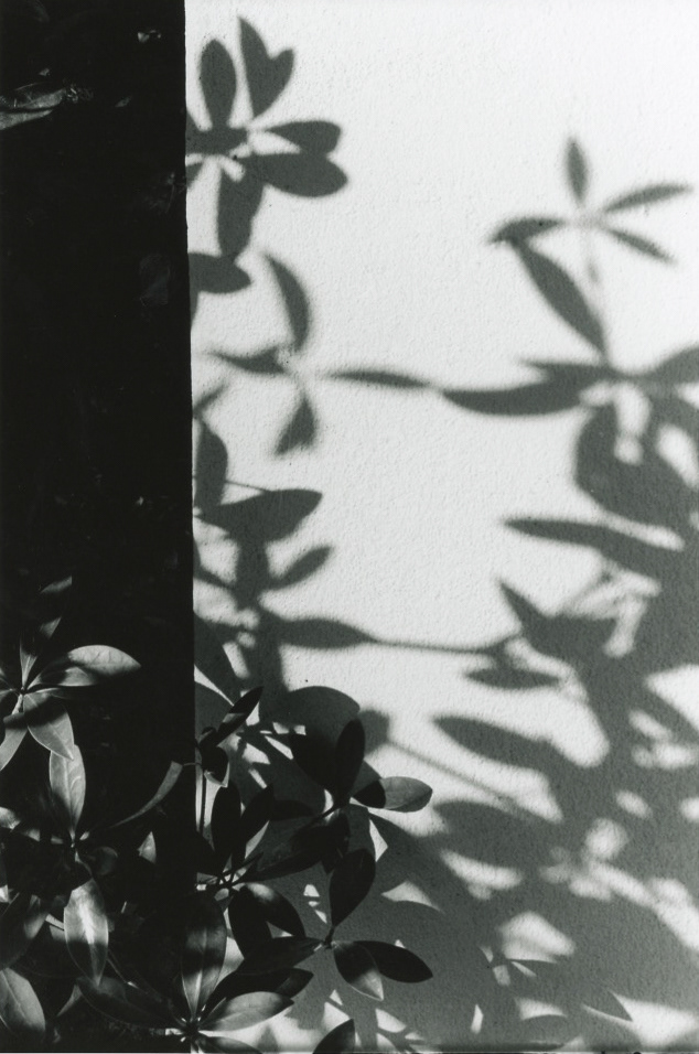"Morning Light" 2019