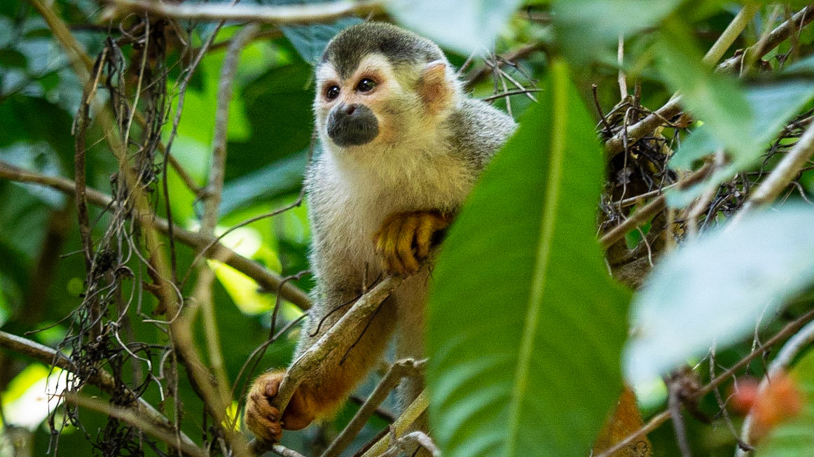 Squirrel Monkey, Manuel Antonio National Park