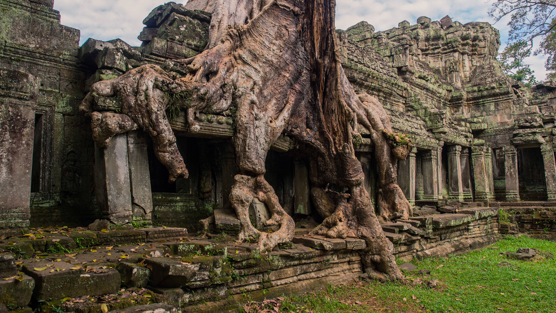 Dinosaur tree trunk - Preah Khan Temple, Angkor, Cambodia