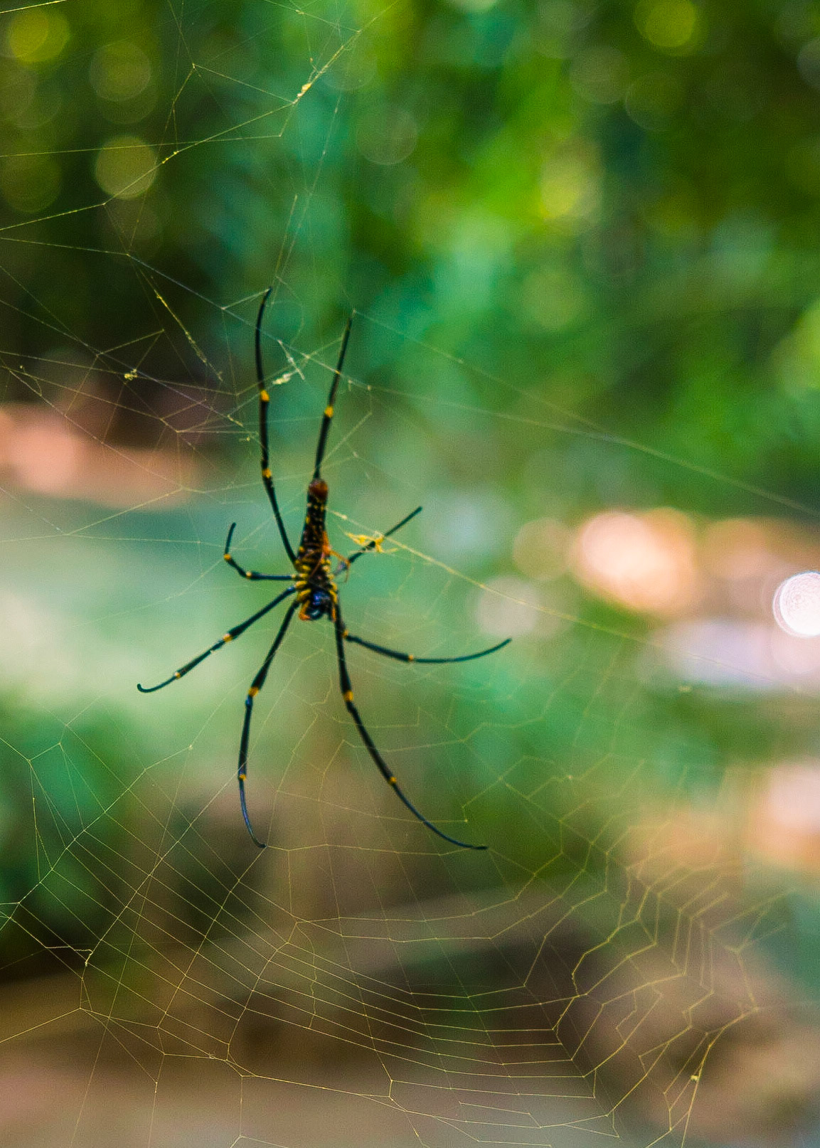 Spider - Kuang Si Falls, Laos