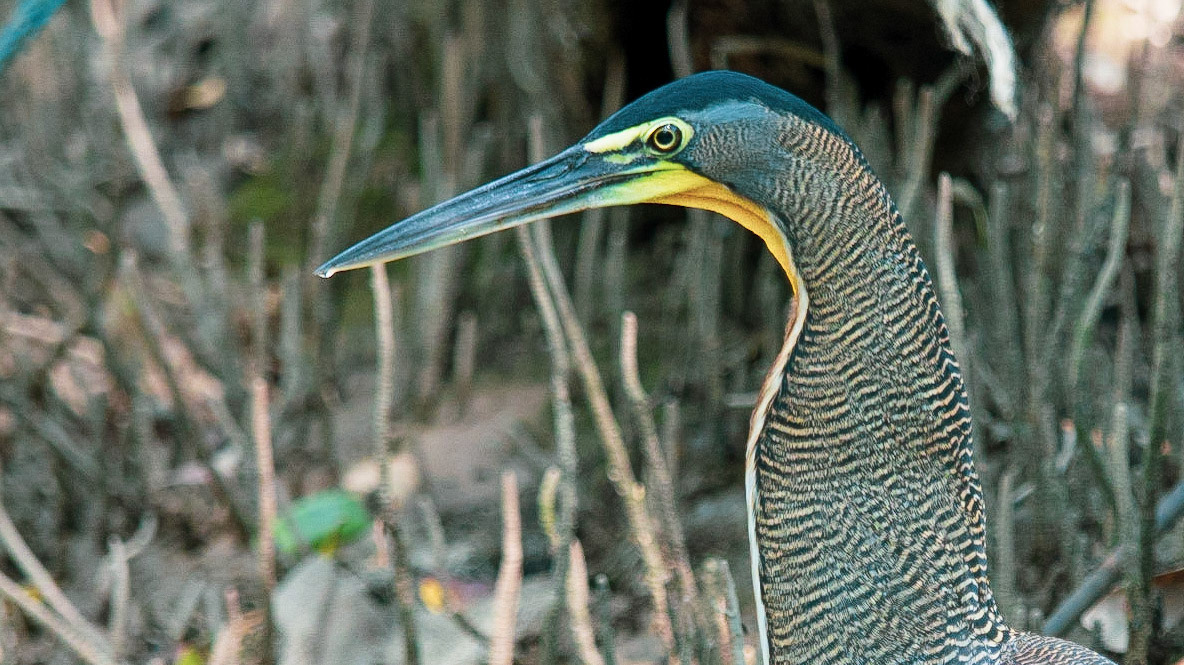 Bare Throated Tiger Heron, Damas Mangrove
