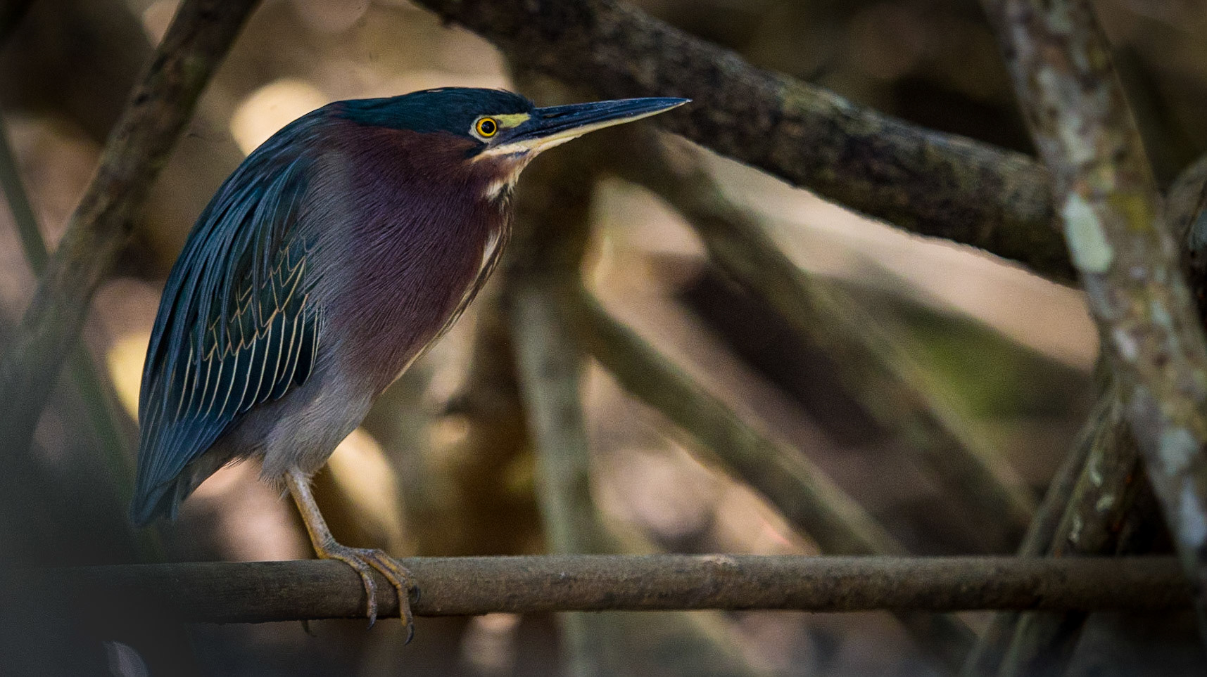 Green Heron, Damas Mangrove