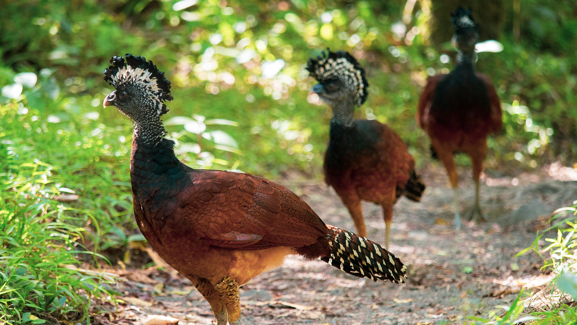 Great Curassow, Arenal Volcano