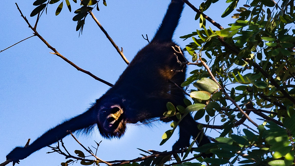 Howler Monkey,  Playa Conchal