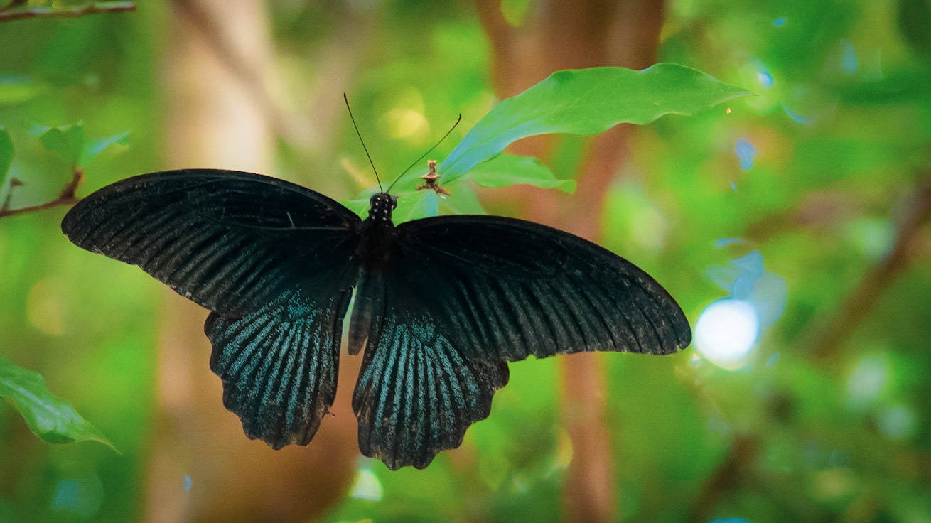 Butterfly - Ta Prohm, Angkor, Cambodia