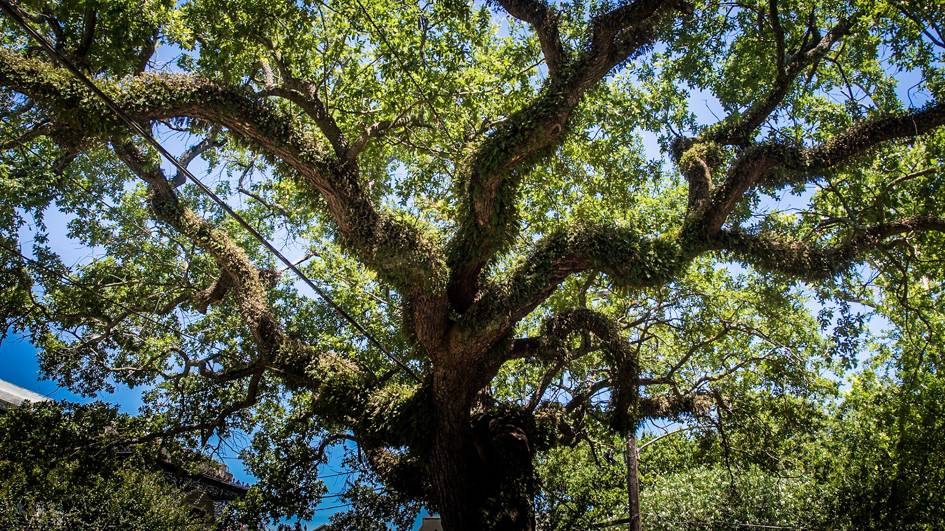 Esplanade Avenue, New Orleans, LA