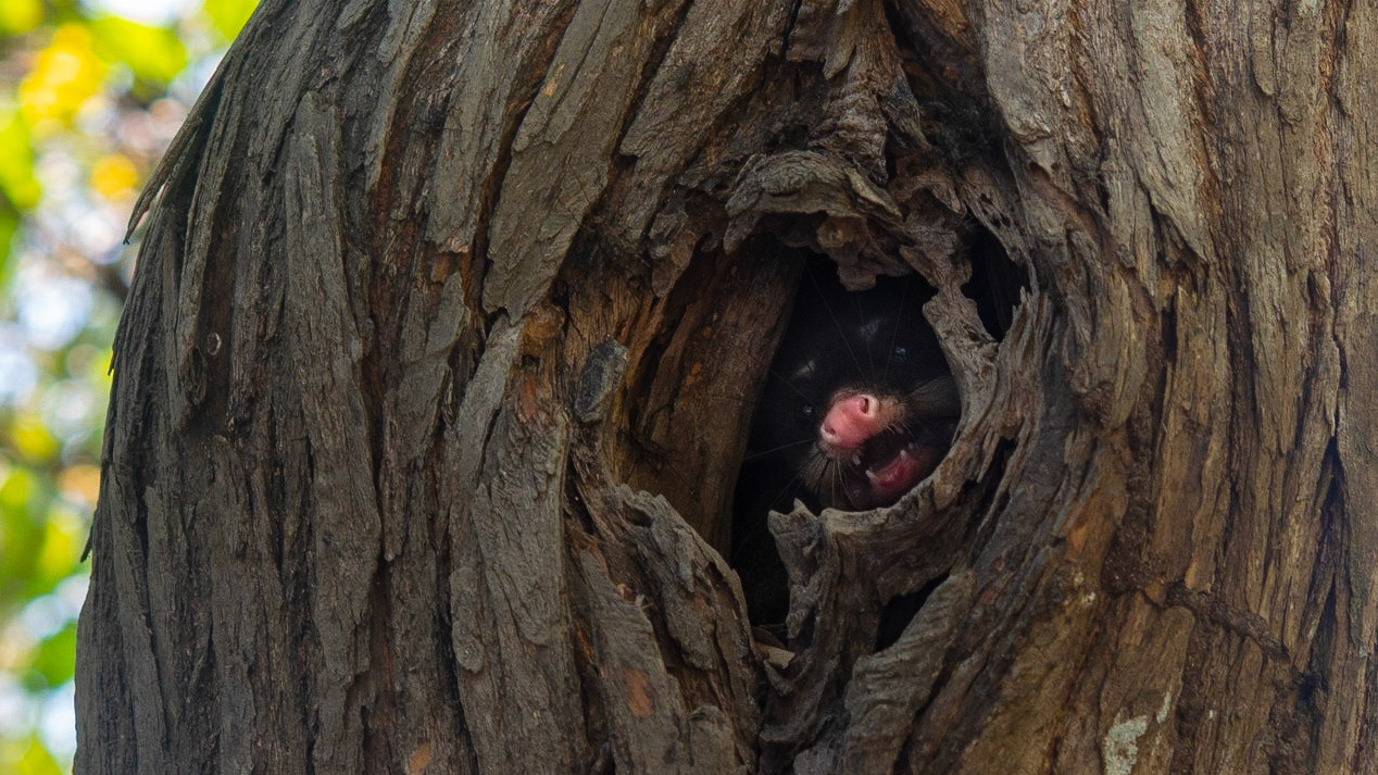 Grey 4-eyed Opossum, Damas Mangrove