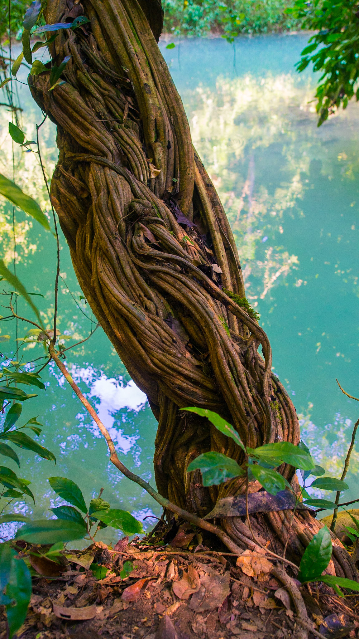 Curious bark, Kuang Si Falls, Laos