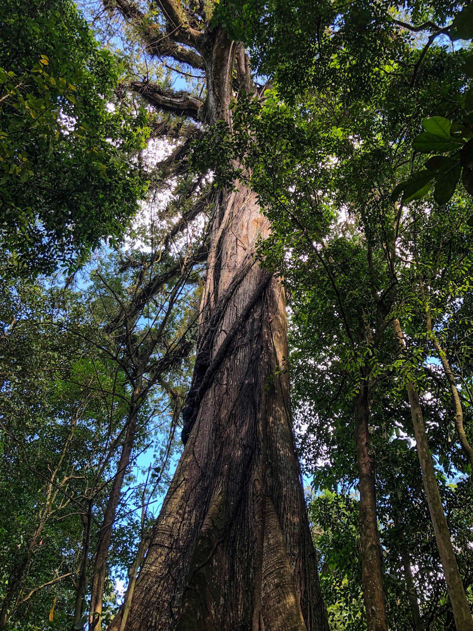 400 yr old Cieba Tree, Arenal Volcano