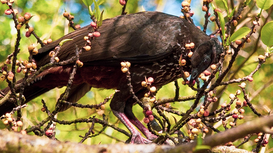 Crested Guan, Arenal Volcano