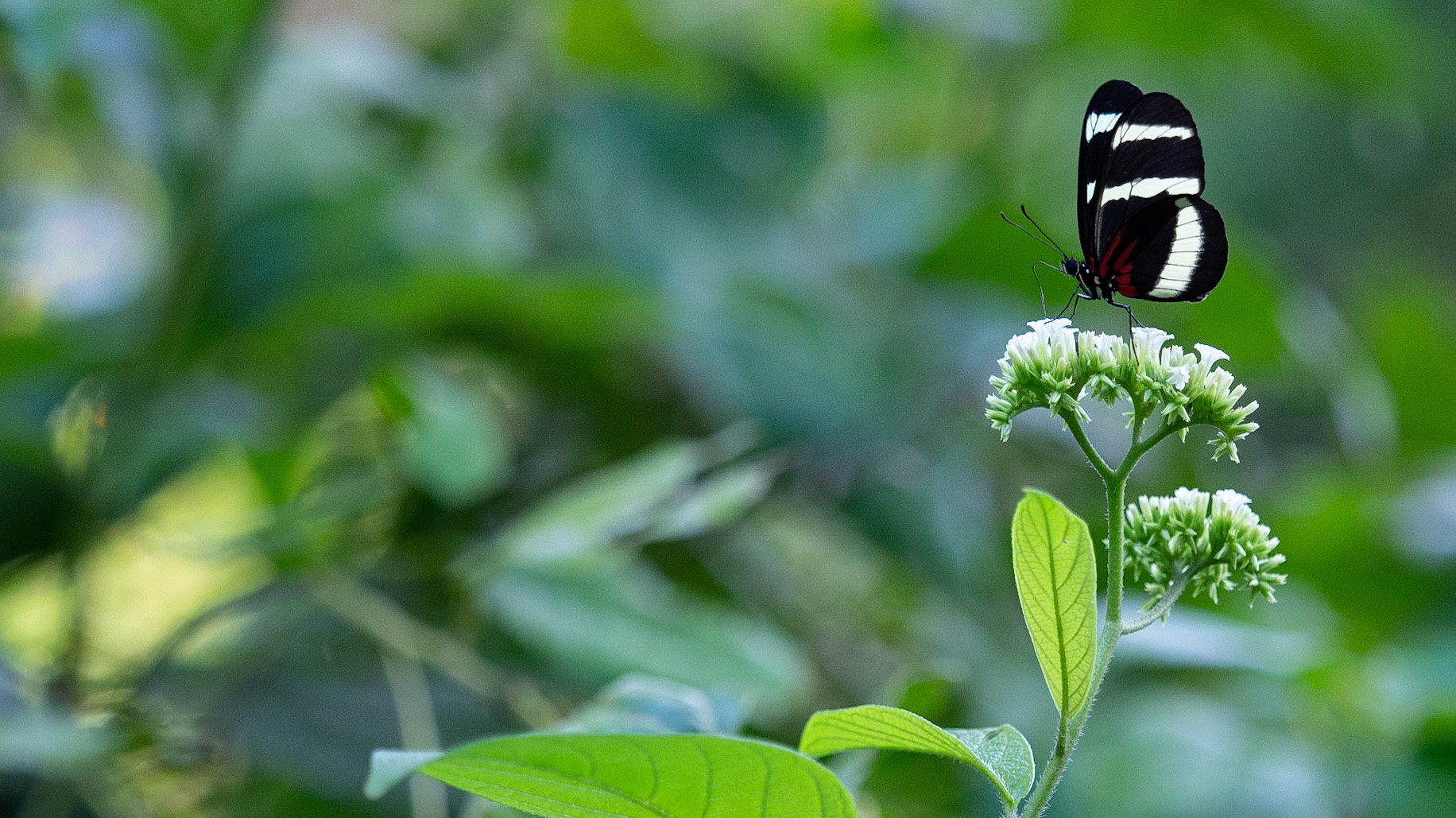 Butterfly, Manuel Antonio National Park