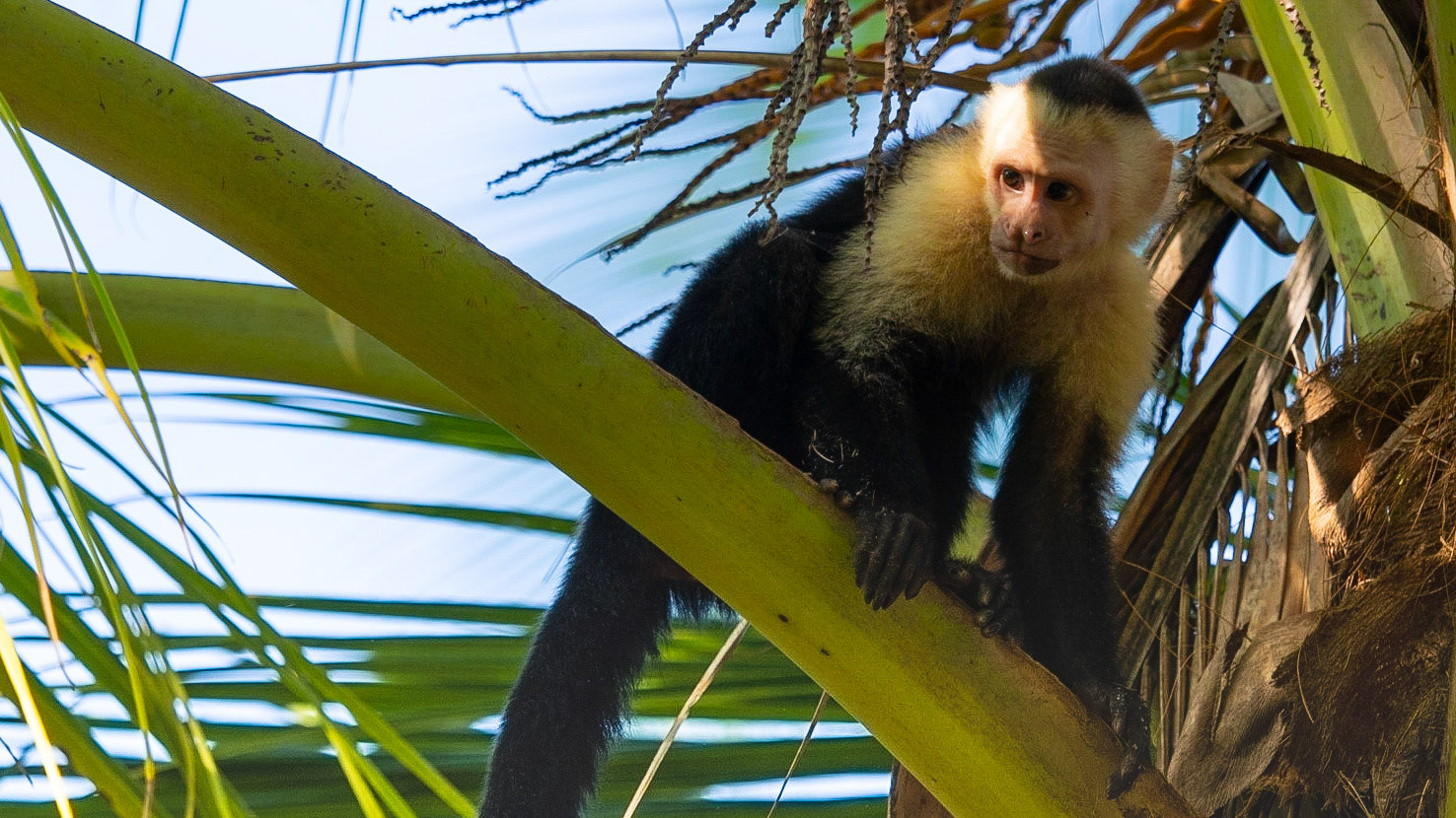 Capuchin Monkey, Manuel Antonio National Park