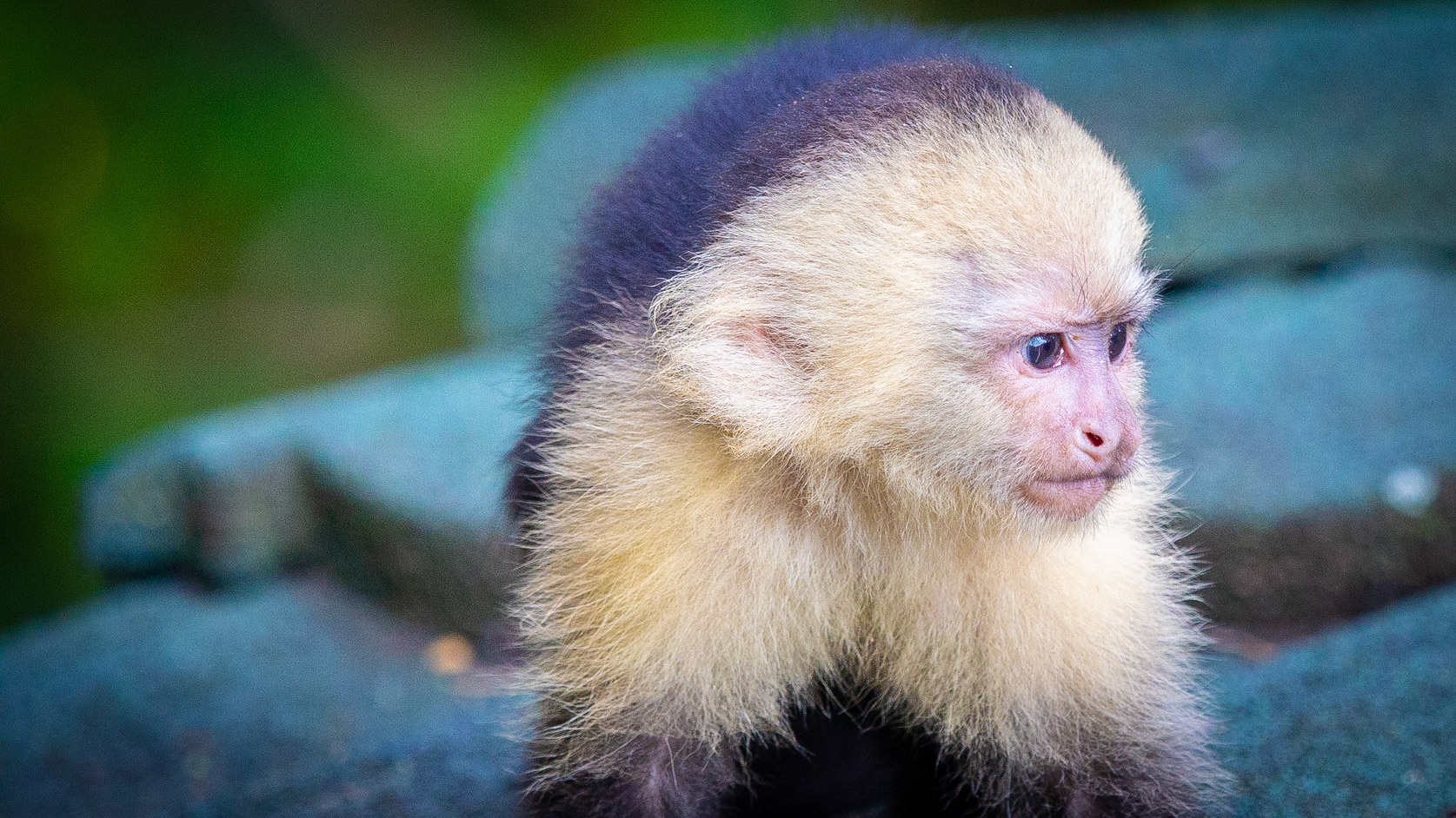 Capuchin Monkey, Manuel Antonio National Park