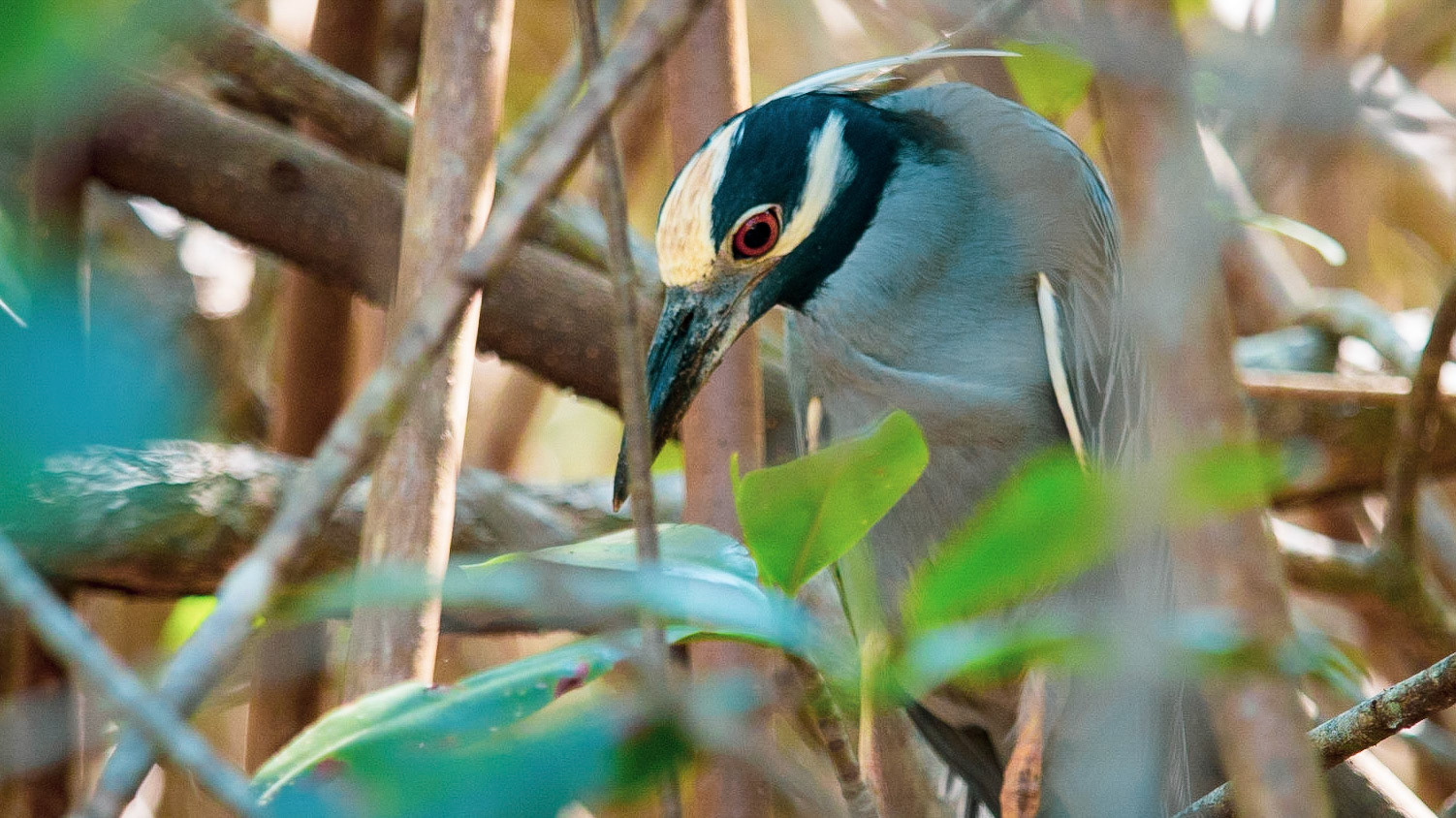 Yellow Crowned Night Heron, Damas Mangrove