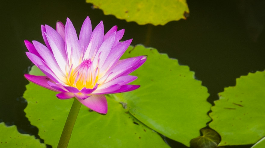 Lotus flower, Hoi An, Vietnam