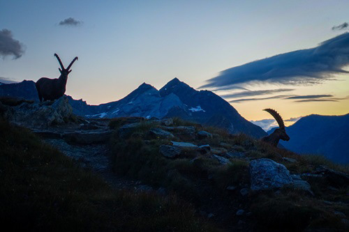 Ibex