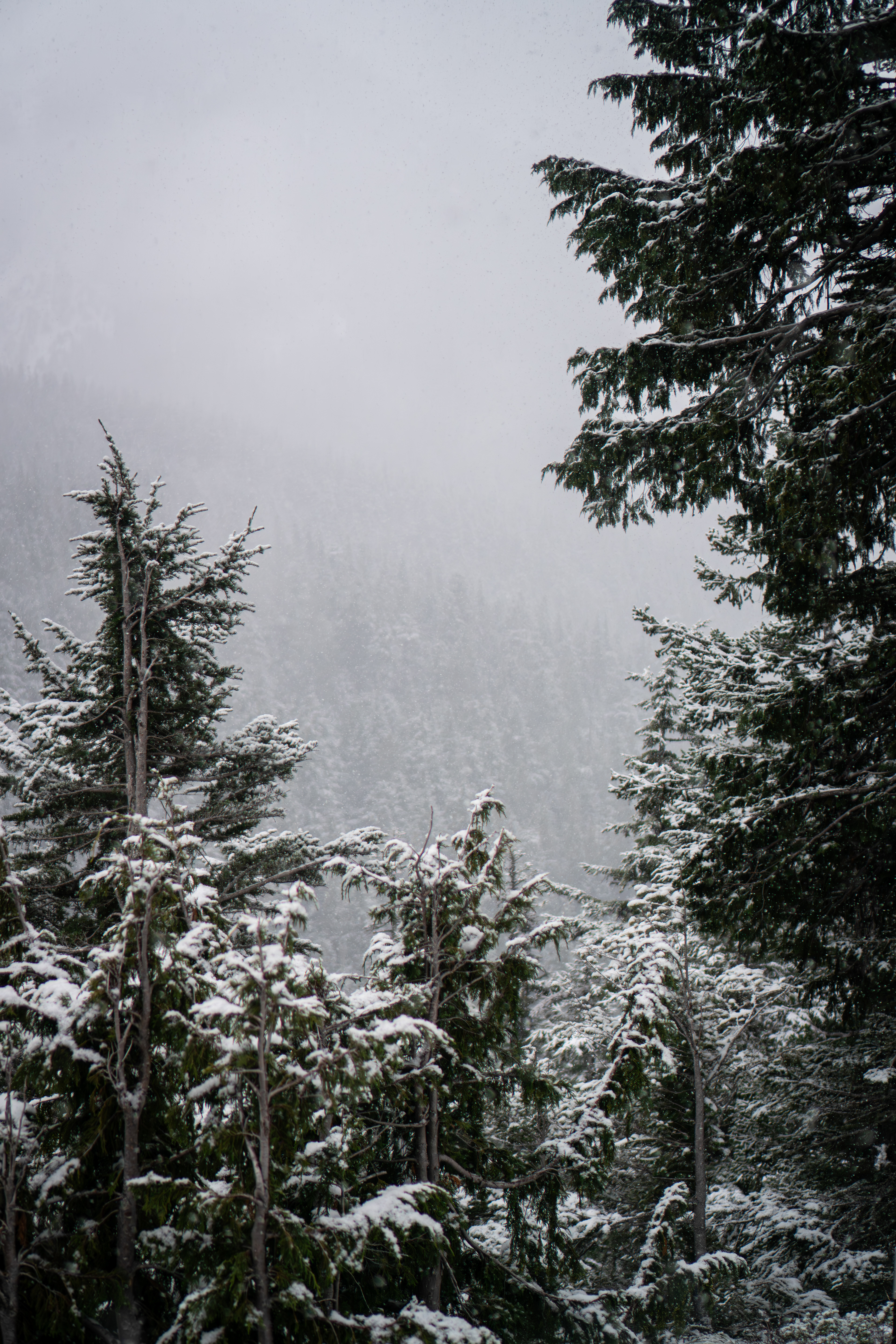 Mt Rainier