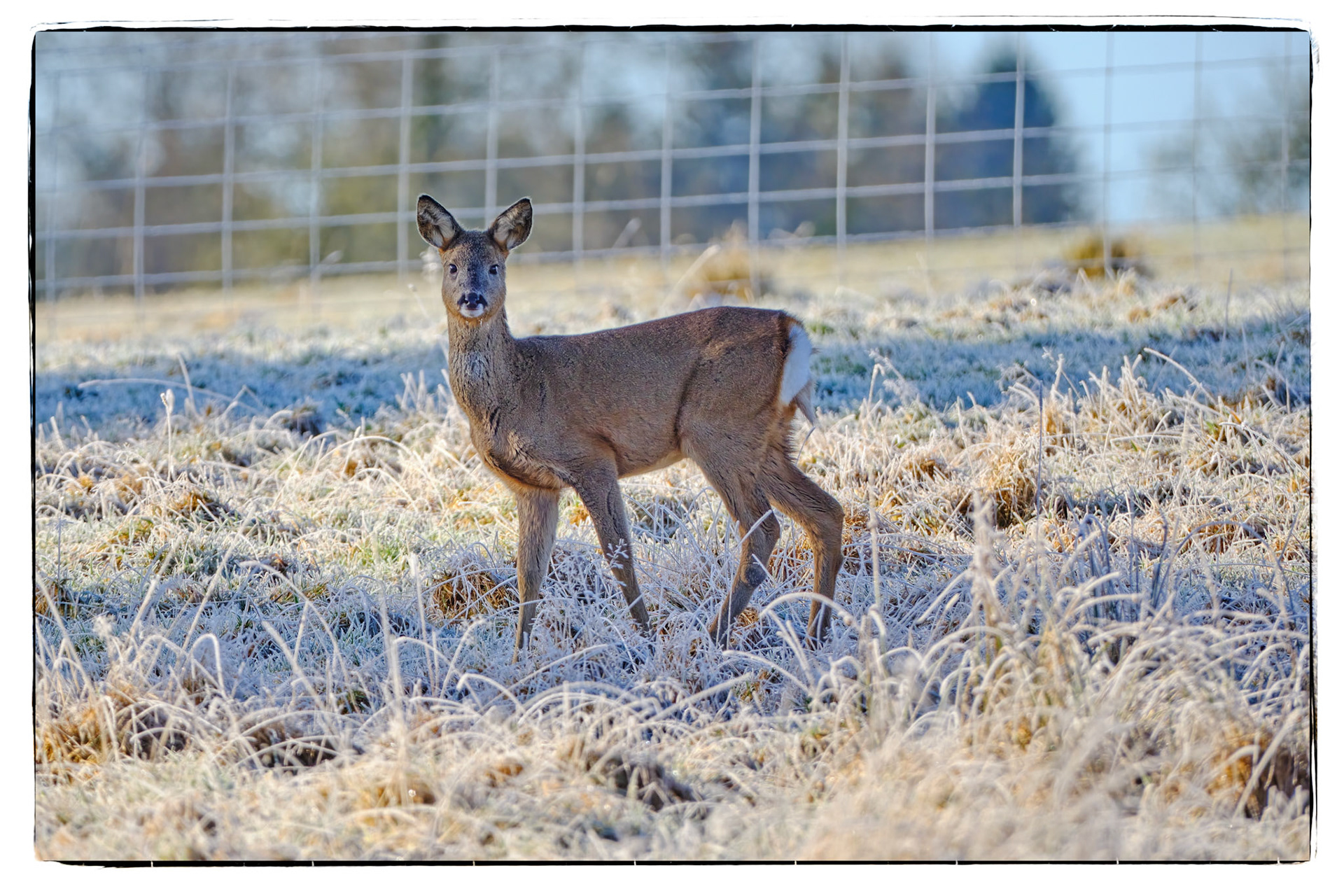 Roe Deer