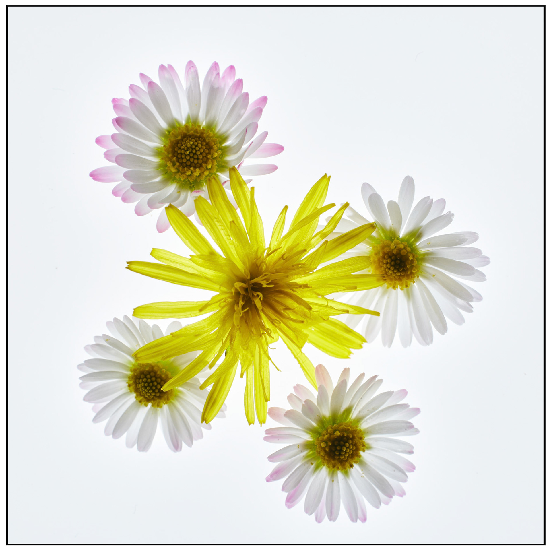 Daisies and Dandelion