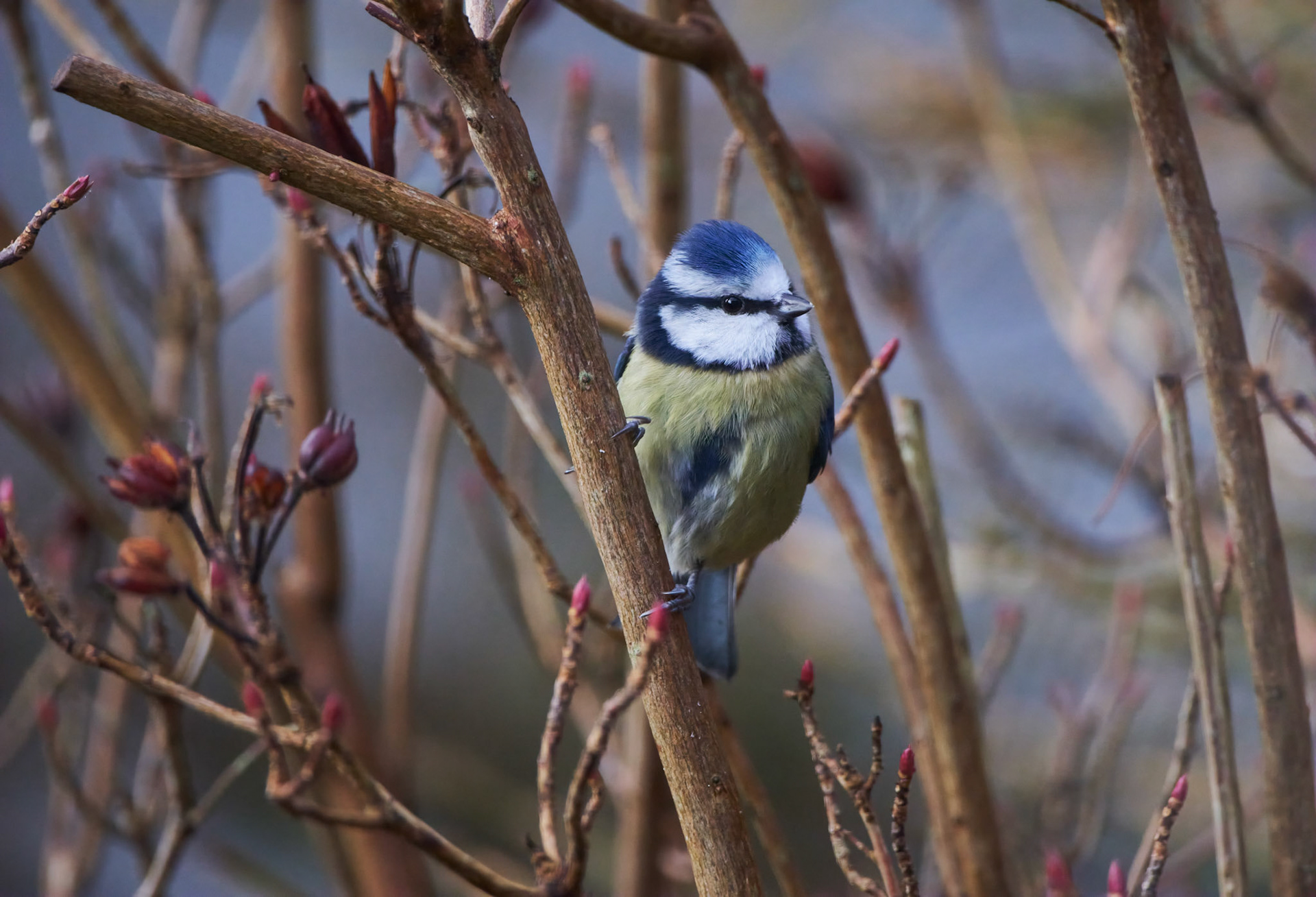 Blue Tit