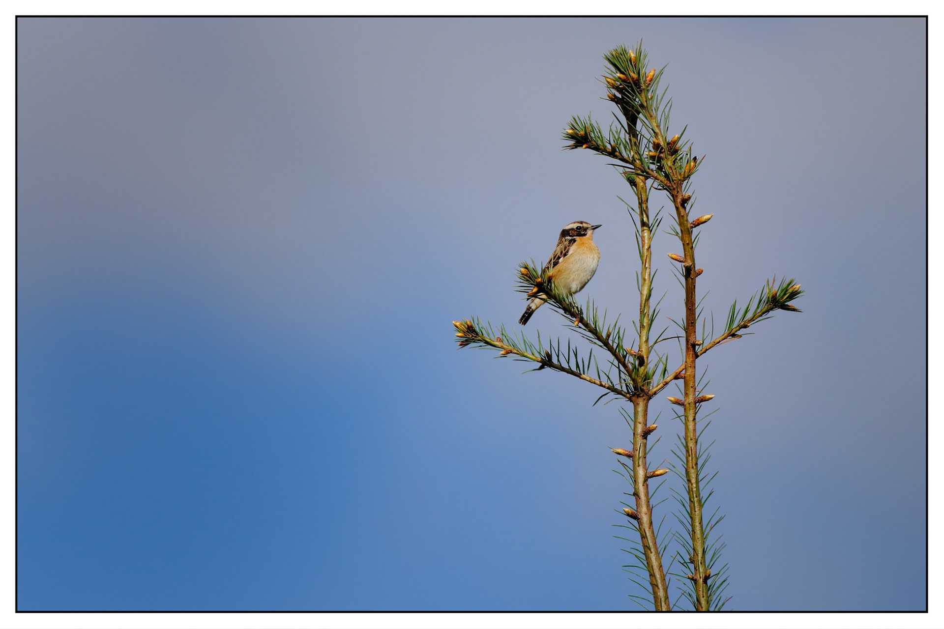Whinchat