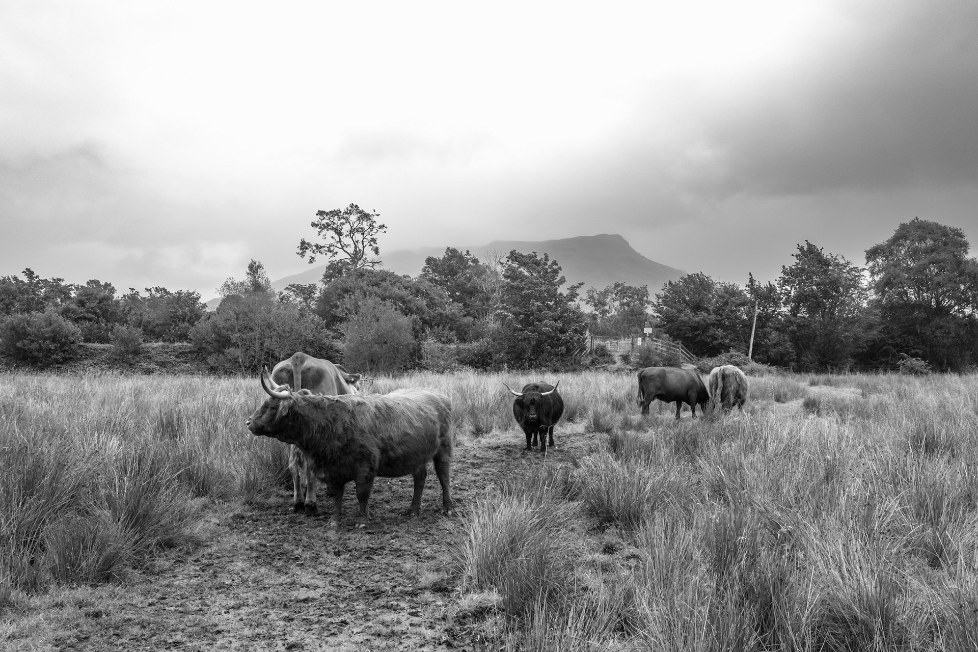 Highland cows Kilchurn Castle | Leica Q2 Monochrome