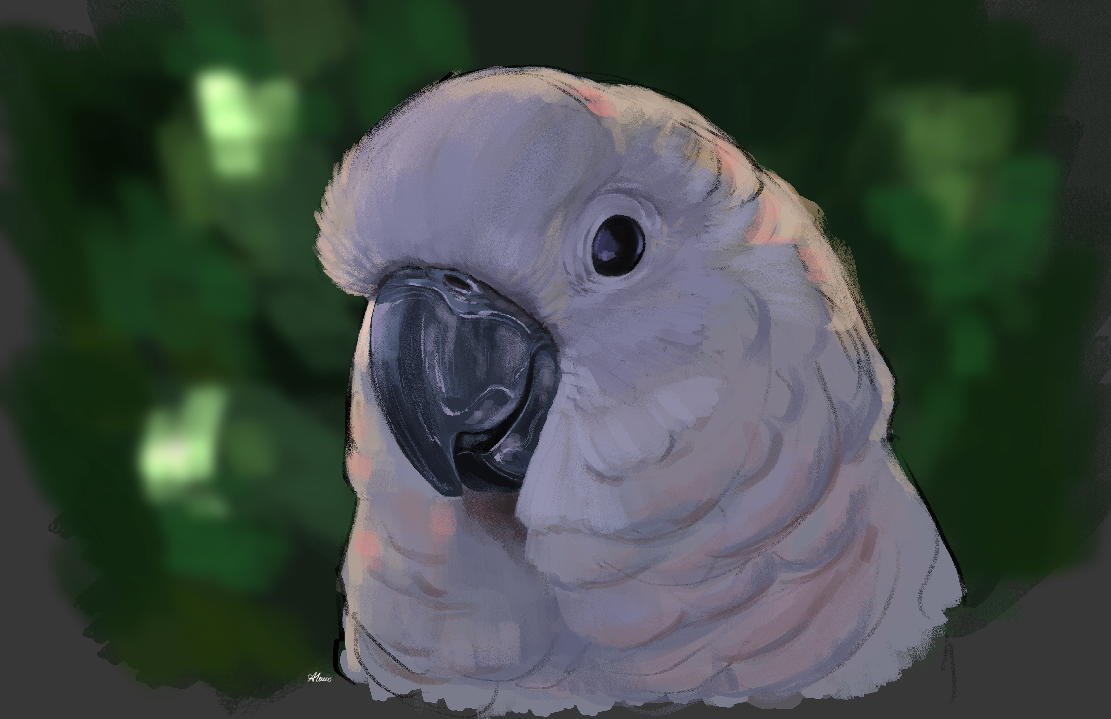 Cockatoo Study