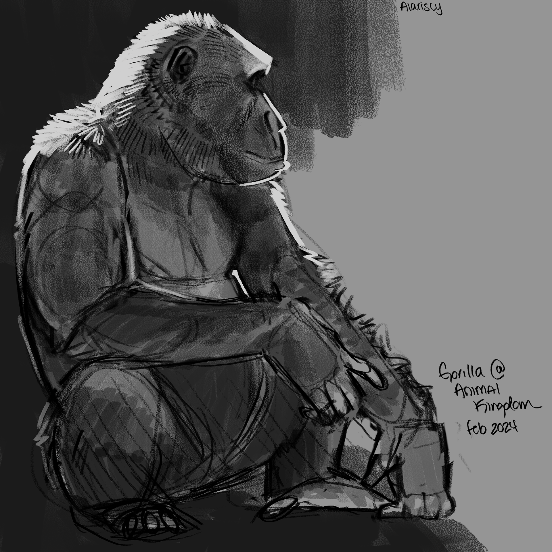 Gorilla Sketch