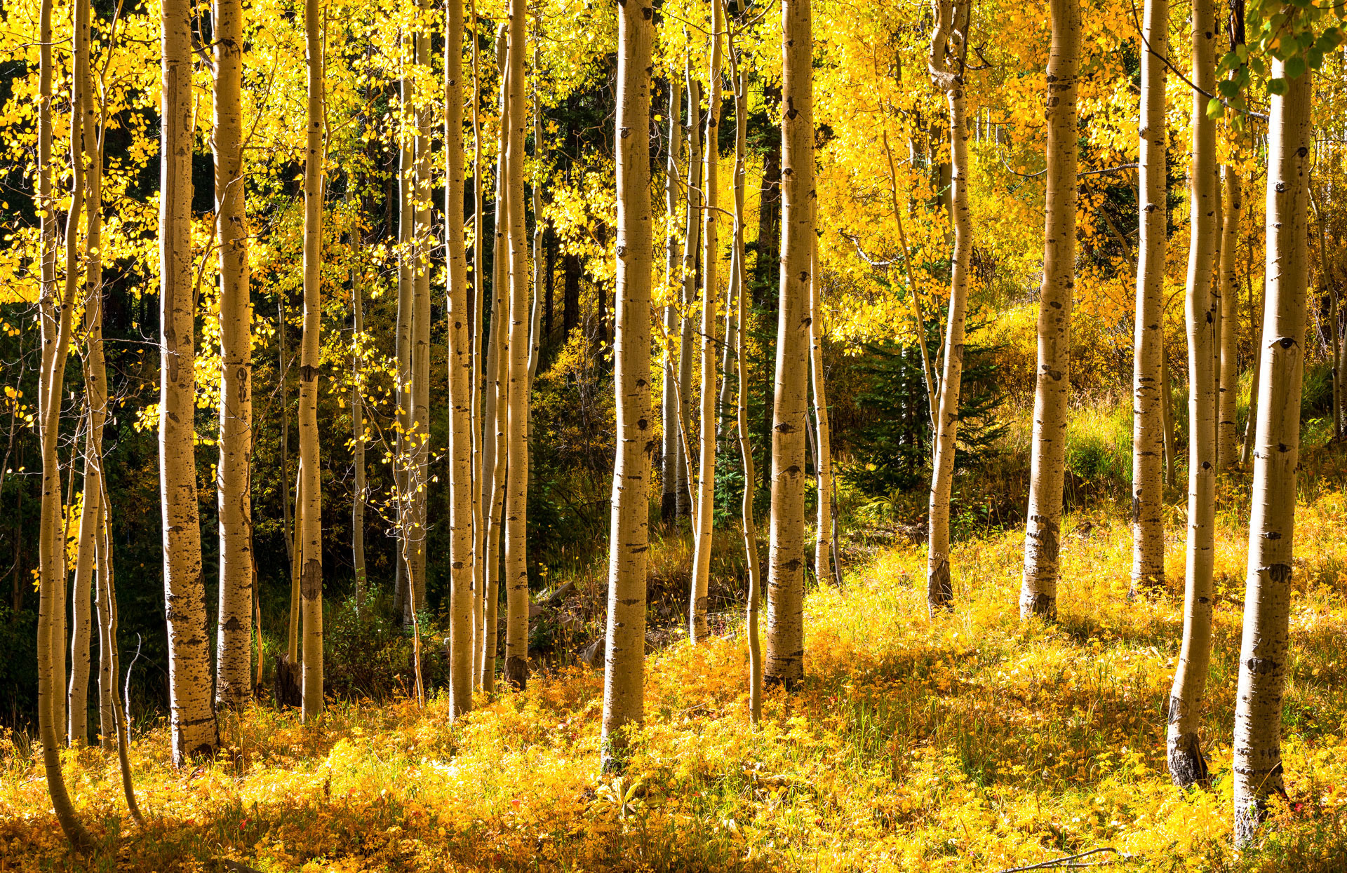 28 September 2019: Backlit Aspens along the Million Dollar Highway in Colorado