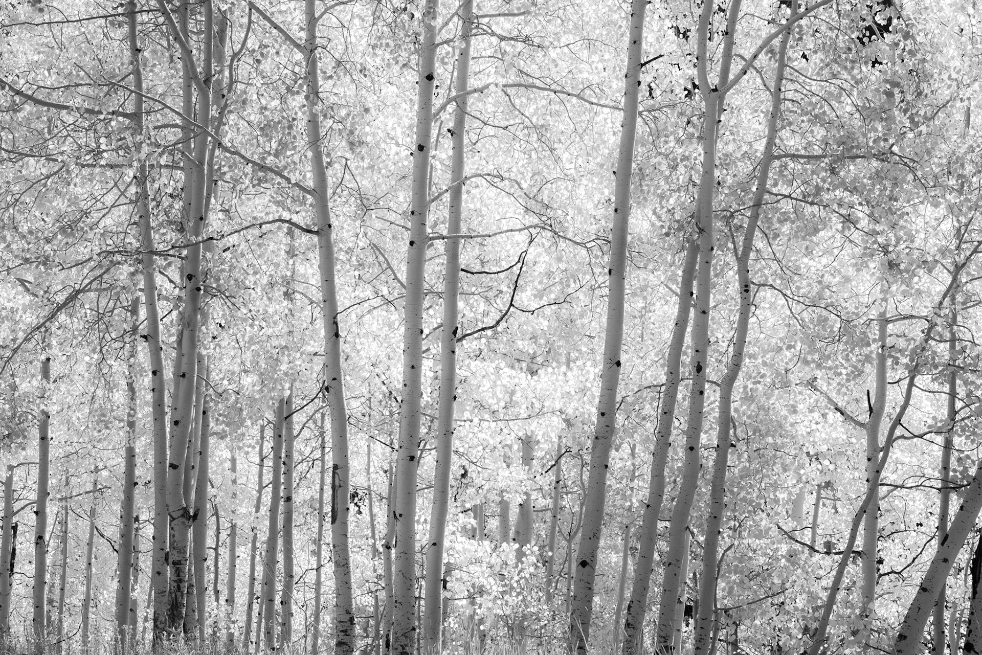 28 September 2019: Backlit Aspens along the Million Dollar Highway in Colorado