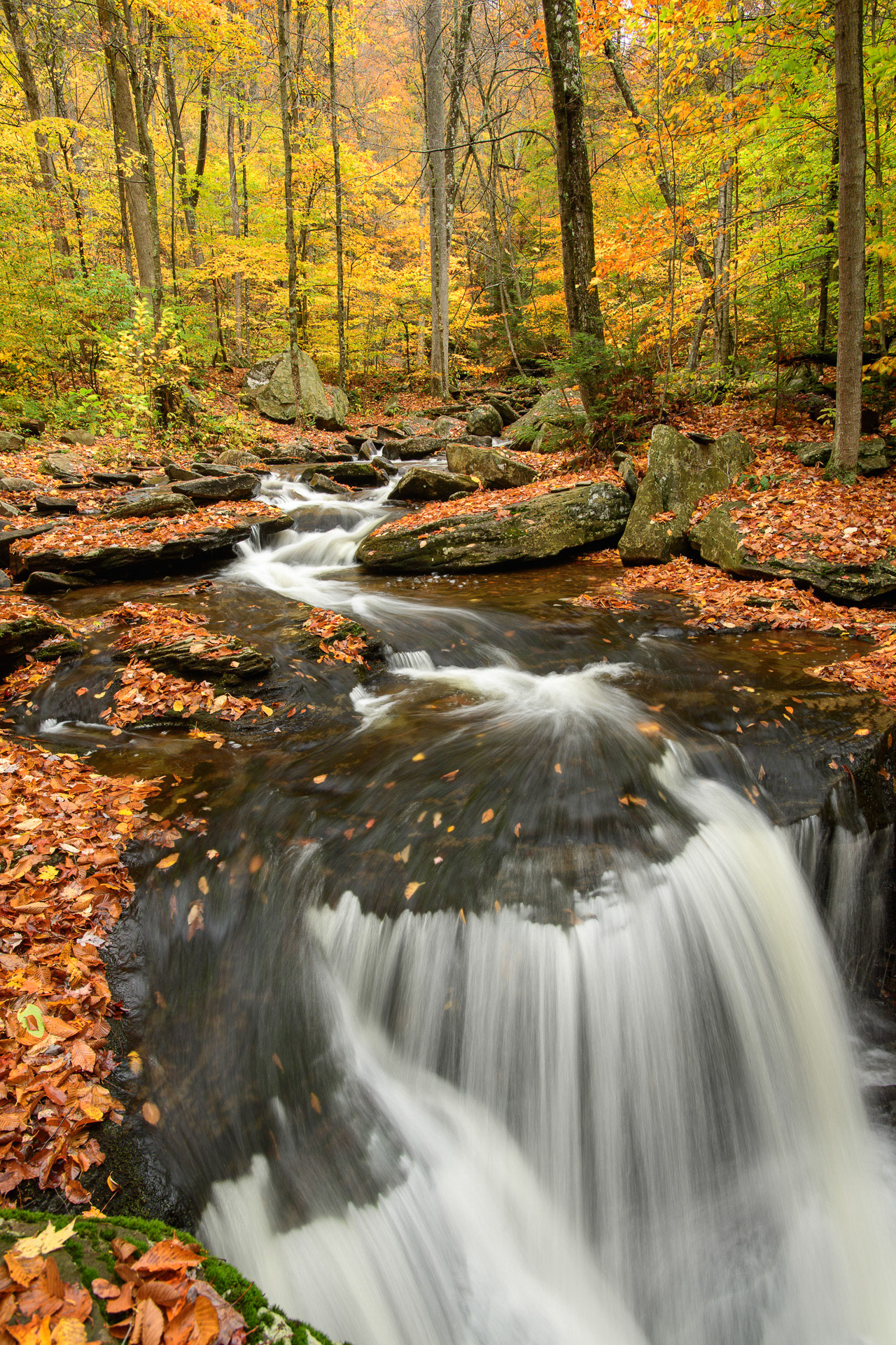 22 October 2016: Ricketts Glen State Park in Pennsylvania.