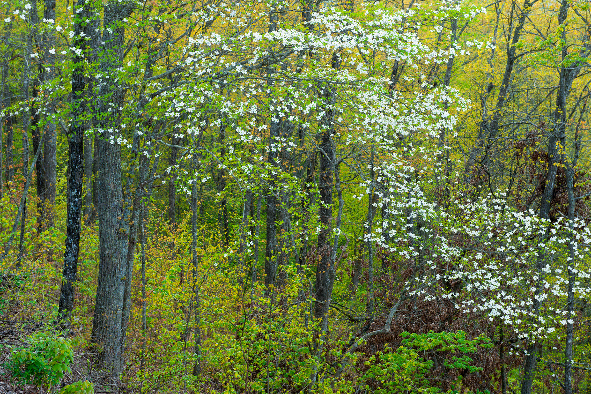 21 April 2013: Dogwoods along the Foothills Parkway near the Great Smoky Mountains National Park