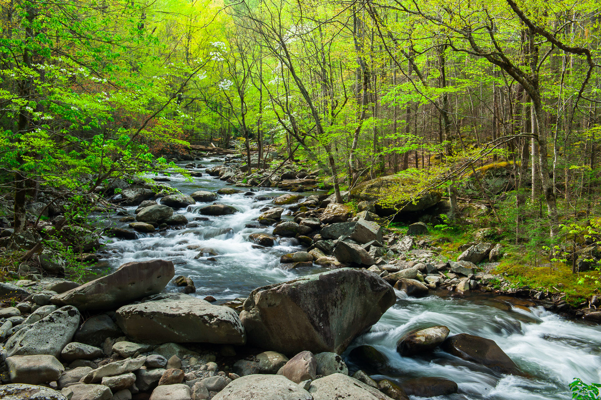 23 April 2013: Tremont area in the Great Smoky Mountains National Park
