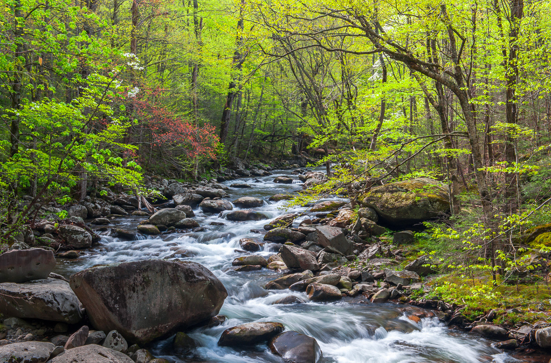 23 April 2013: Tremont area in the Great Smoky Mountains National Park