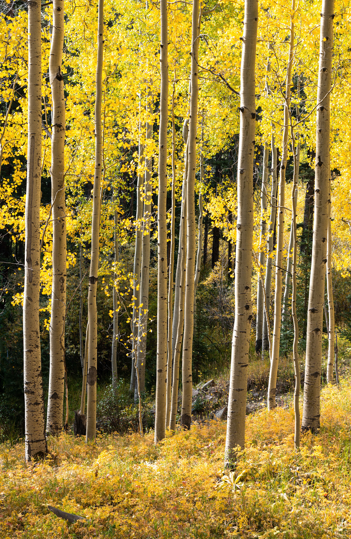 28 September 2019: Backlit Aspens along the Million Dollar Highway in Colorado
