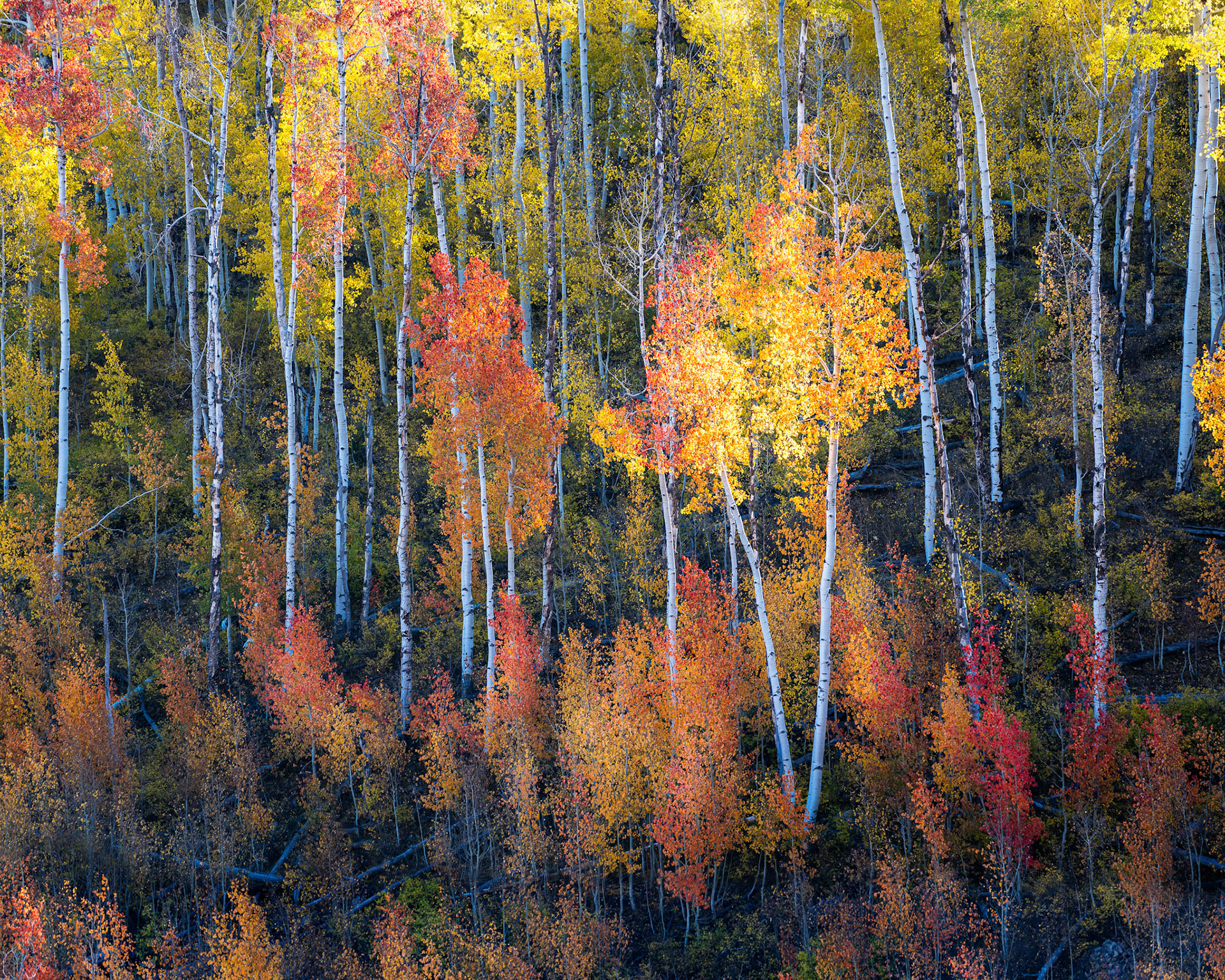 2 October 2019: Aspens on Last Dollar Road at 9560 feet near Telluride in Colorado