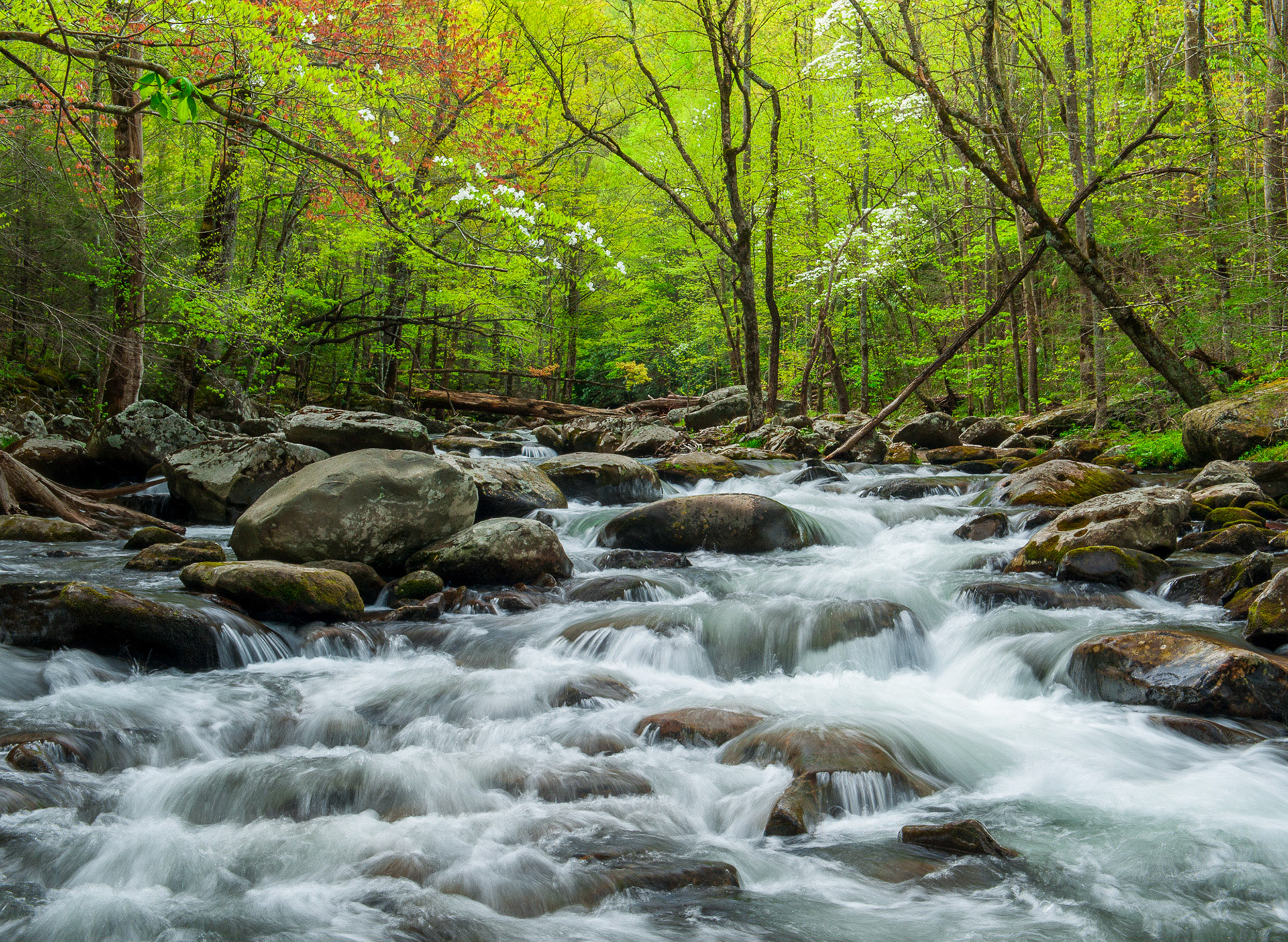 23 April 2013: Tremont area in the Great Smoky Mountains National Park