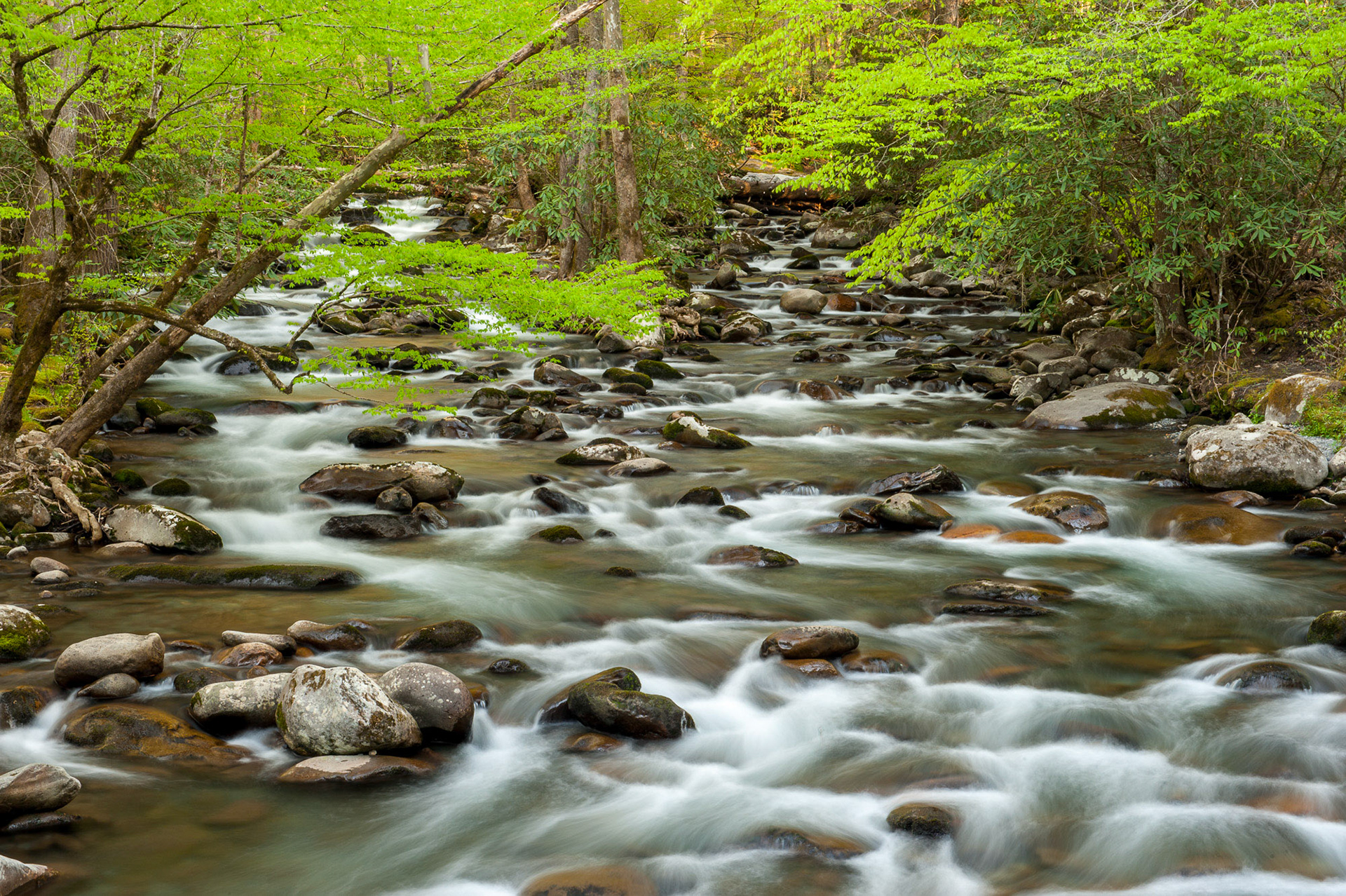 22 April 2013: Greenbrier area in the Great Smoky Mountains National Park