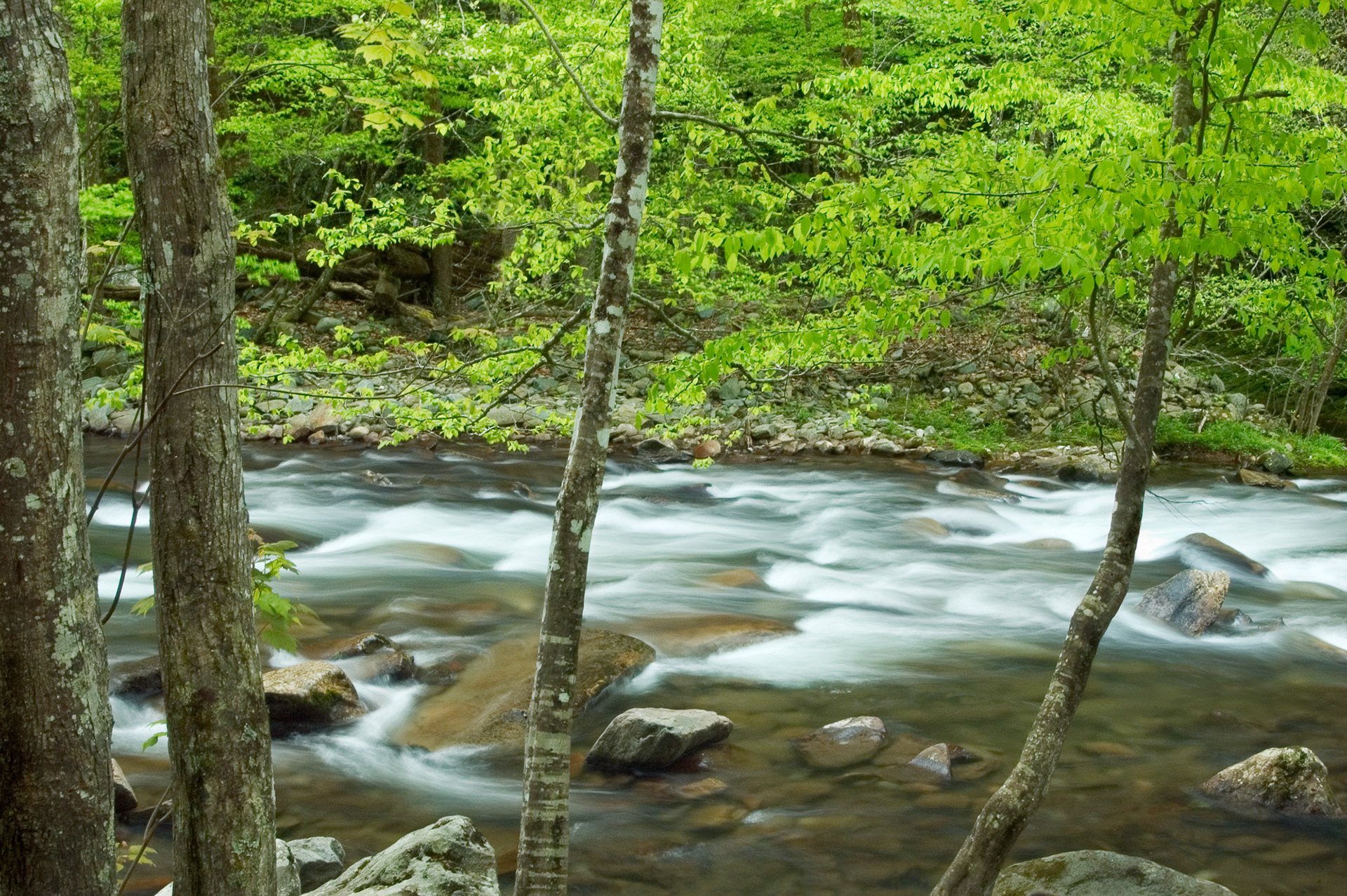 April 29, 2005: Through The Trees Along Little River