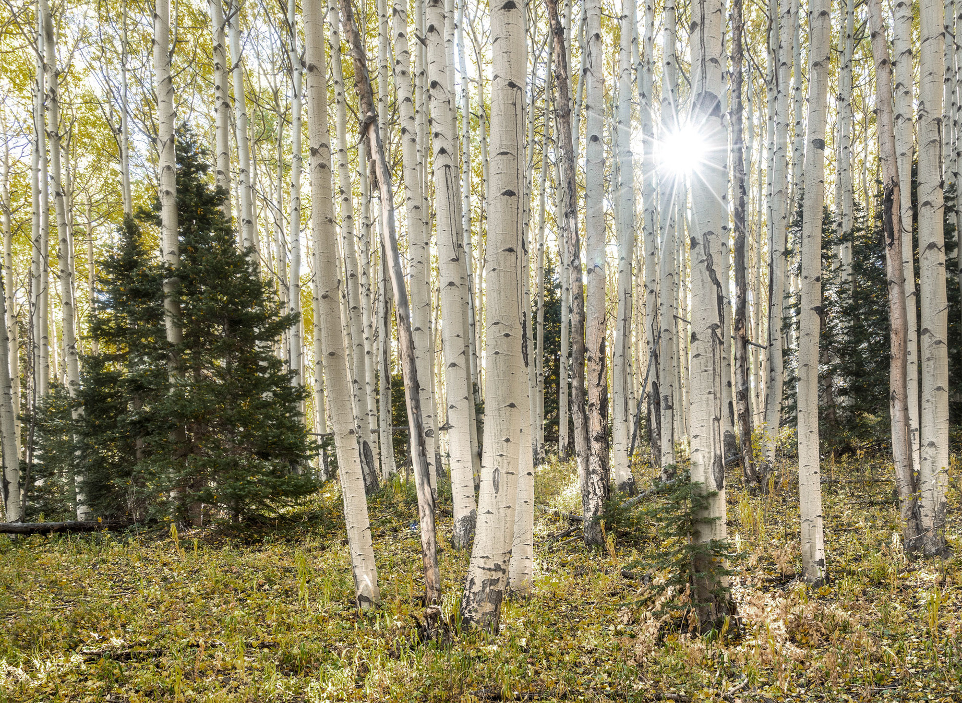1 October 2019: Aspens on County Road 5 in Colorado