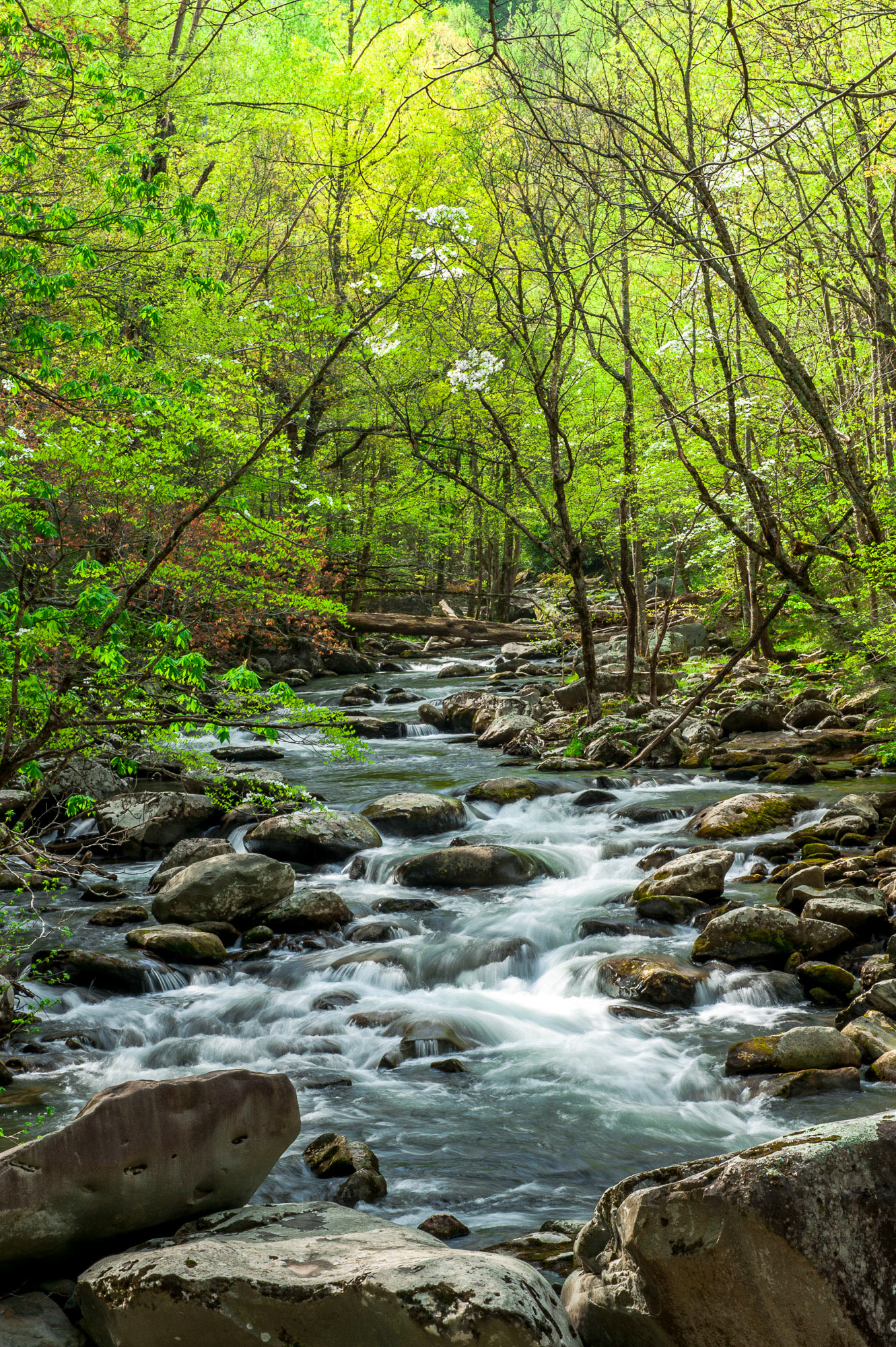 23 April 2013: Tremont area in the Great Smoky Mountains National Park
