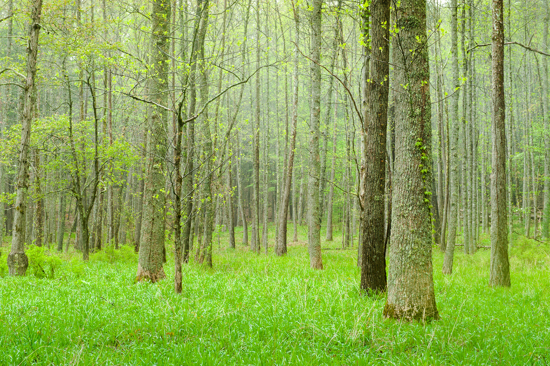 24 April 2013: Cades Cove in the Great Smoky Mountains National Park