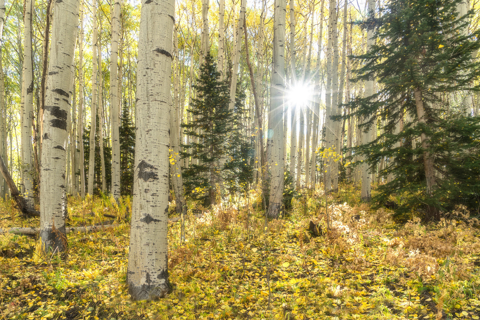 1 October 2019: Aspens on County Road 5 in Colorado