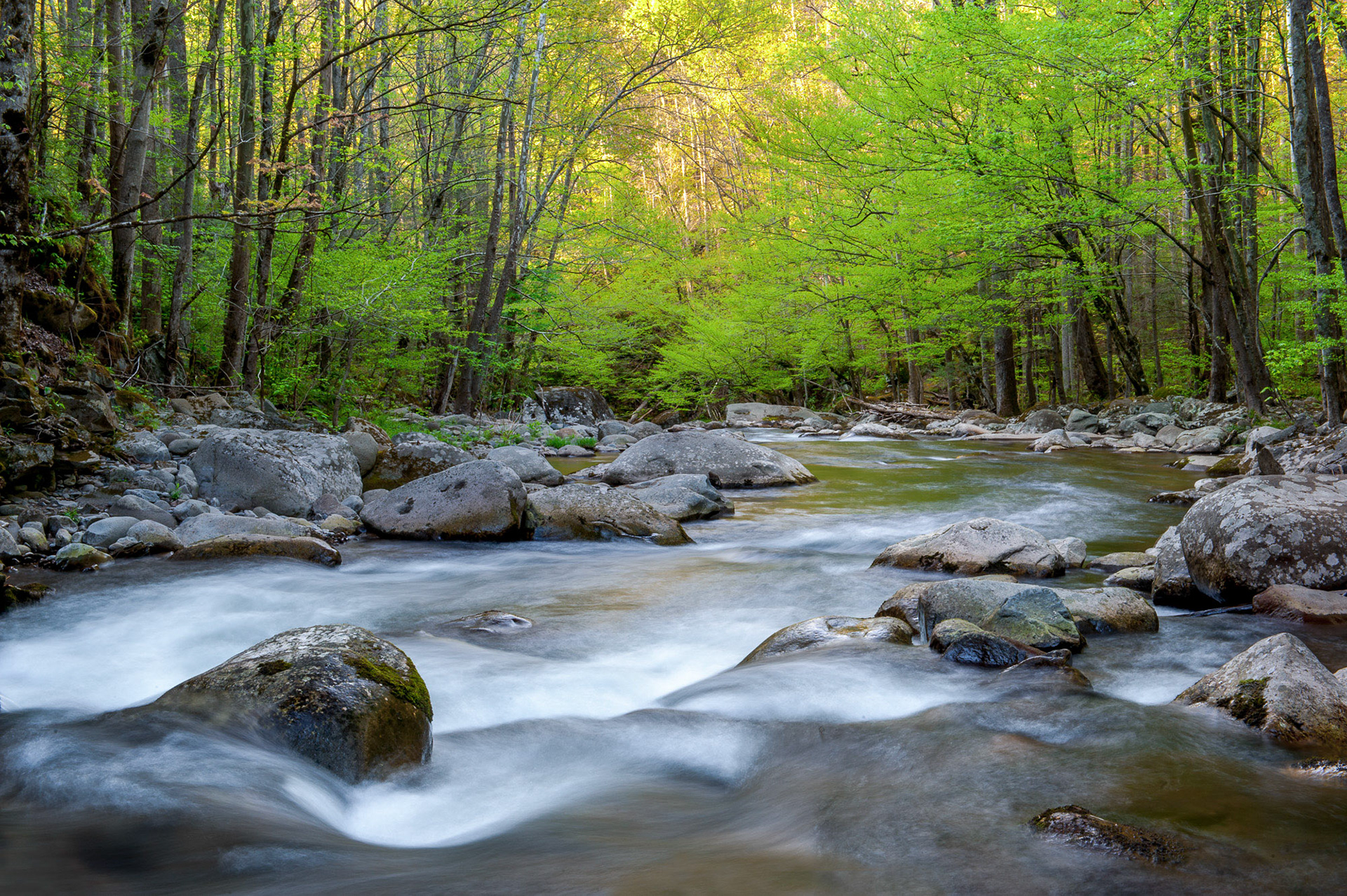 23 April 2013: in the Great Smoky Mountains National Park