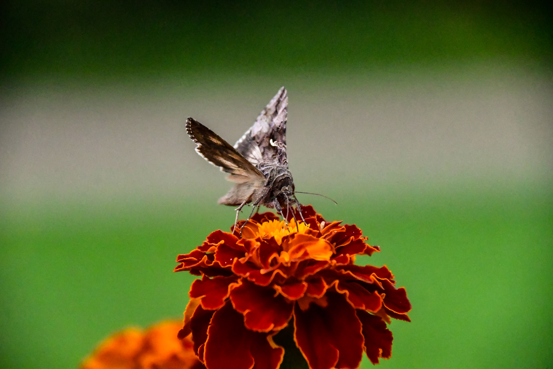 A Silver Y sitting on a Marigold, Sweden