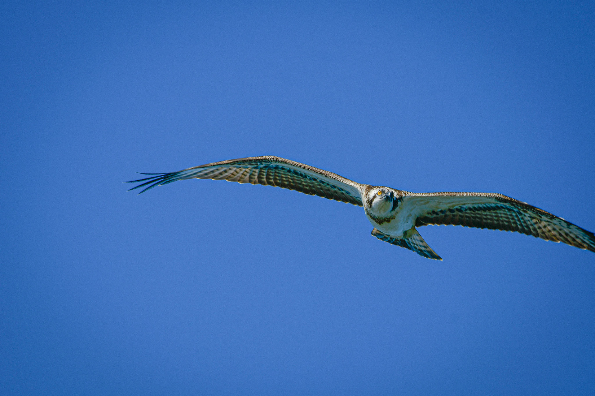 Osprey, Sweden