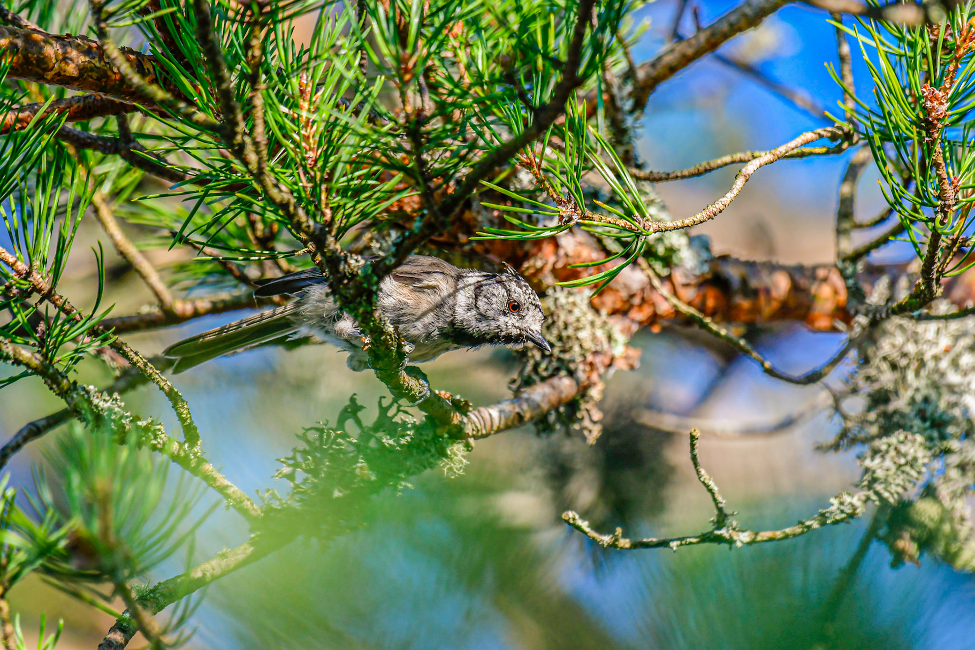 Crested tit, Sweden